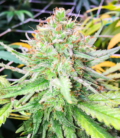 Семена сорта Grand Daddy Purple Fast Version fem (Семяныч)