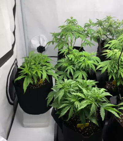 Семена сорта Afghan Kush Ryder Auto fem (World of Seeds)