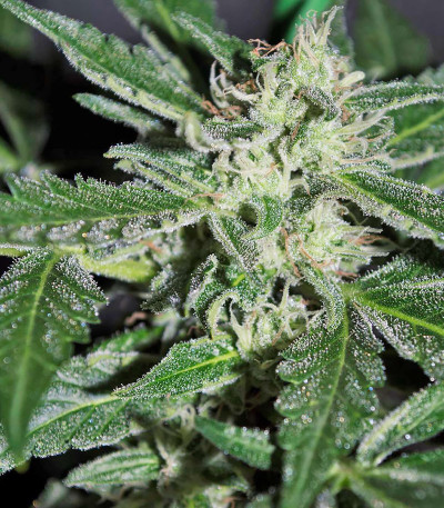 Семена сорта Blue Dream auto fem (FastBuds Seeds)