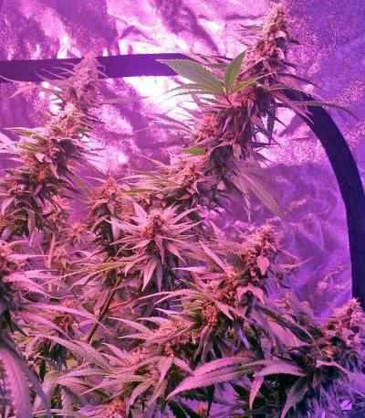 Семена сорта Blue Mystic (Blueberry) reg (Nirvana Seeds)