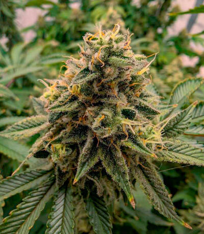 Семена сорта Gorilla Glue × Lemon Haze (7CH Seeds & Cali Buds Seeds)