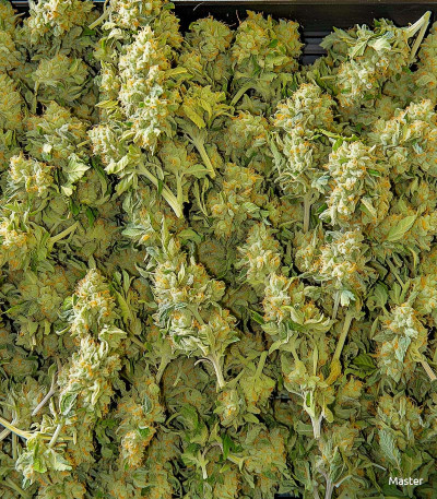 Семена сорта Dos-Vi-Dos fem (Семяныч)