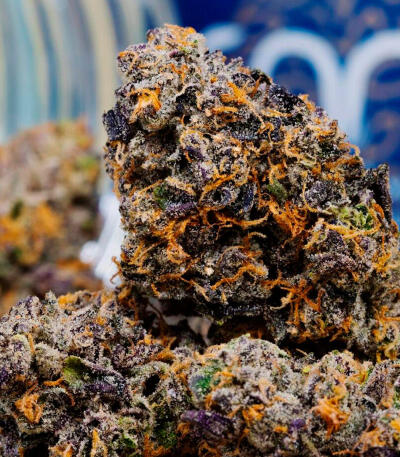 Семена сорта Permanent Marker Auto fem (7CH American)