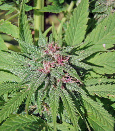 Семена сорта Serious 6 fem (Serious Seeds)