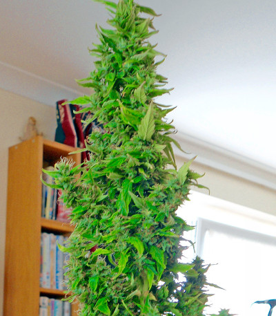 Семена сорта Wipeout Express Auto fem (Heavyweight Seeds)