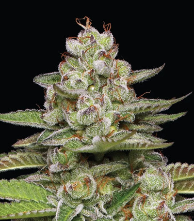 Семена сорта Poddy Mouth fem (Humboldt Seed Company)