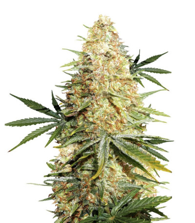 Сорт Lemon Zkittle шишки