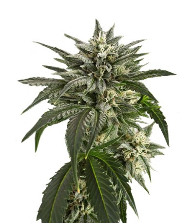 Семена Blue Critical Autoflowering шишки