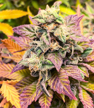 Семена сорта Chem Cookies fem (AlphaFem Seeds)