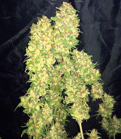 Семена сорта Euforia X fem (Семяныч)