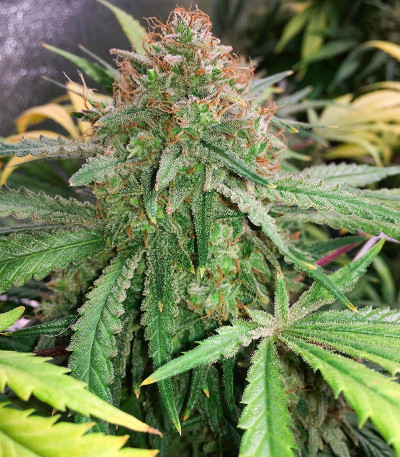 Семена сорта Grandmommy Purple fem (Herbies Seeds)
