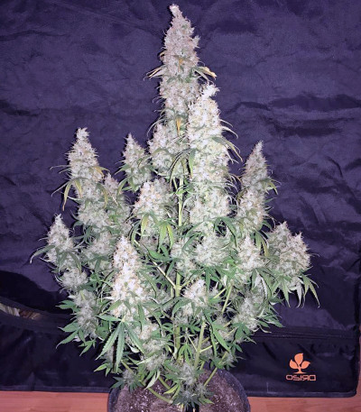 Семена сорта Pandora Auto fem (Paradise Seeds)