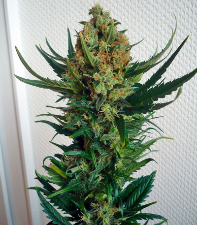 Семена сорта Sensi Star fem (Paradise Seeds)