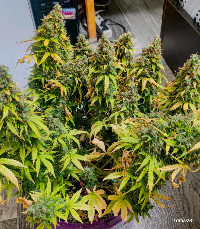 Семена сорта Big Satana Auto fem (Семяныч)