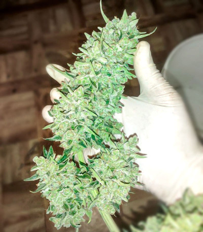 Семена сорта Zkittlez Auto fem (Cali Buds Seeds)