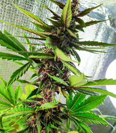 Семена сорта Auto Ak 2 fem (Семяныч)