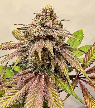 Семена сорта Persian Pie fem (Green House Seeds)