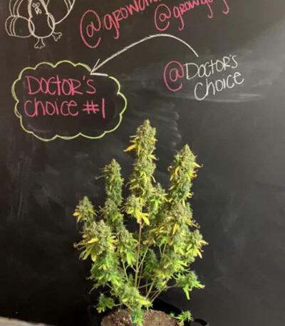 Семена сорта Doctor’s Choice #1 Auto fem