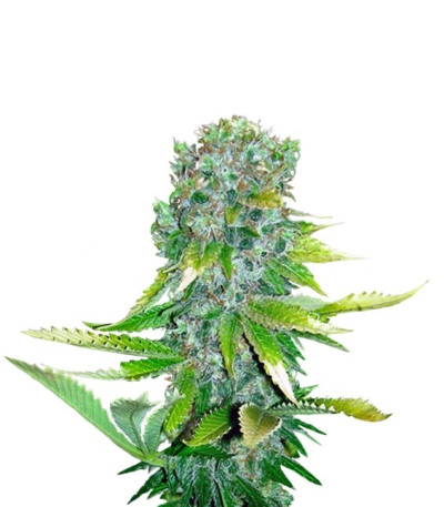 Семена сорта Auto Love Peace fem (Auto Love Cheese)