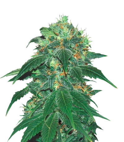 Семена сорта Punky Lion fem (Samsara Seeds)