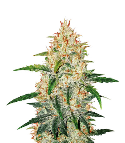 Семена сорта Zkittlez Auto fem (Cali Buds Seeds)