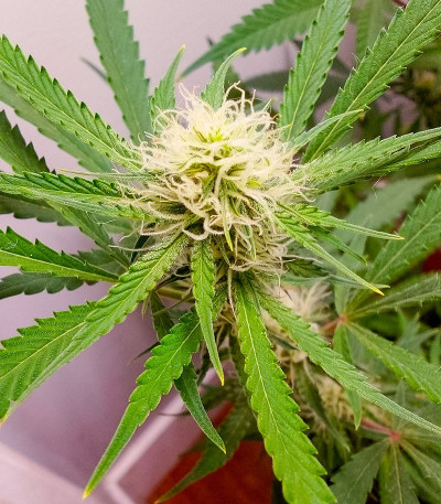 Семена сорта Auto Mimosa Punch fem (Advanced Seeds)