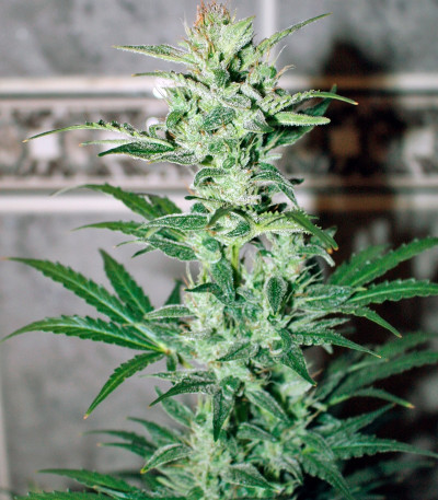 Семена сорта Auto Galaxy fem (Pyramid Seeds)