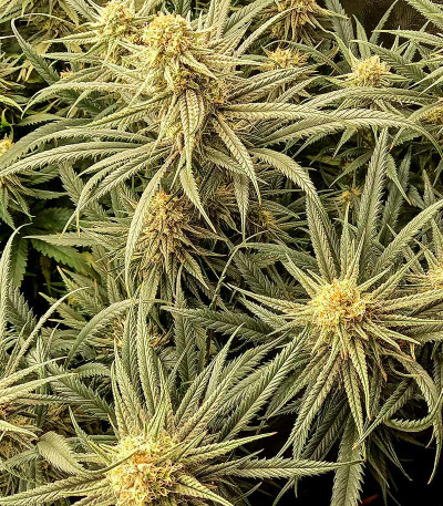 Семена сорта Sexy Cinderella fem (Семяныч)