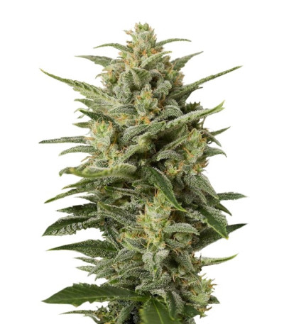 Семена Cheese XXL Autoflowering шишки