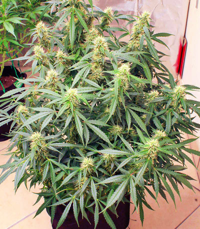 Семена сорта Auto Power Plant (Dutch Passion)