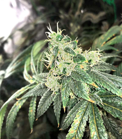 Семена сорта Big Tooth fem (Strain Hunters)