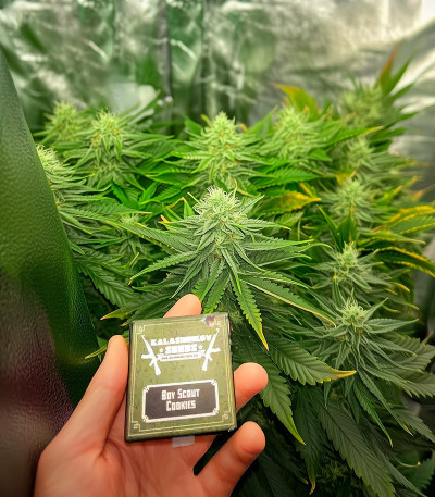 Семена сорта Boy Scout Cookies fem (Kalashnikov Seeds)