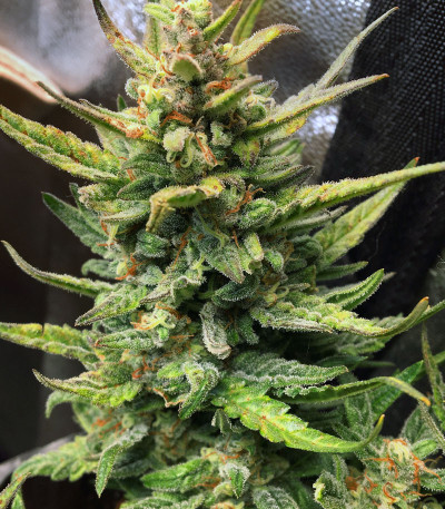 Семена сорта DO-SI-DOS fem (Cali Buds Seeds)