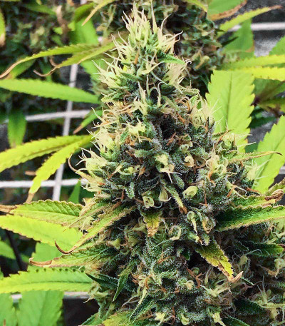 Семена сорта Godzilla Original Glue GG#4 fem (Herbies Seeds)