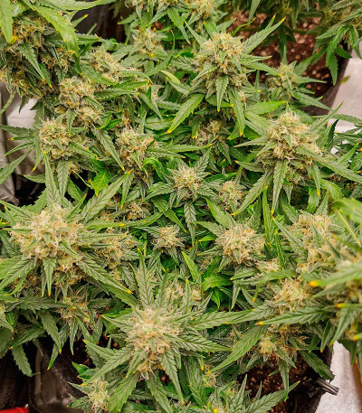 Семена сорта Sexy Cinderella Auto fem (Семяныч)