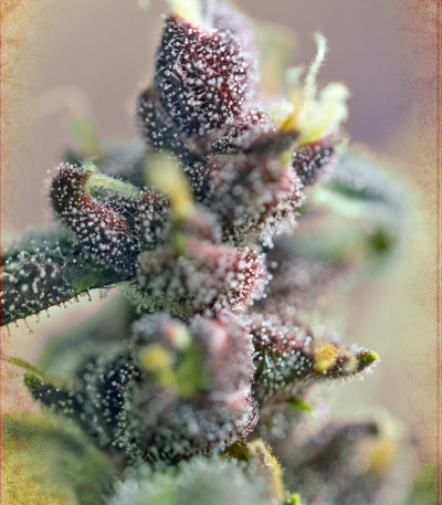 Семена сорта NYC Diesel Auto fem (Sweet Seeds)