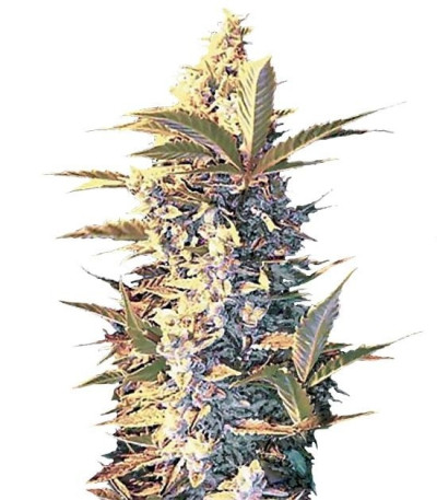 Семена сорта Auto East Ryder fem