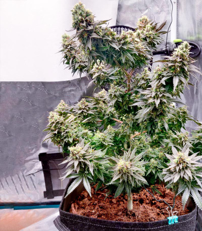 Семена сорта Vanilla Kush fem (Barney's Farm)