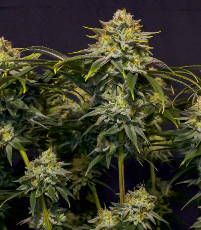 Семена сорта Wedding Cheesecake FF fem (FastBuds)