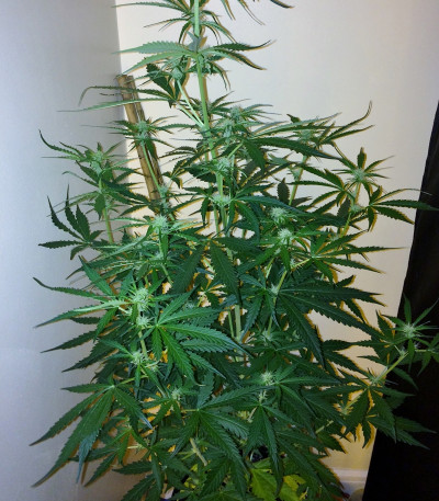 Семена сорта 2 Fast 2 Vast Auto fem (Heavyweight Seeds)