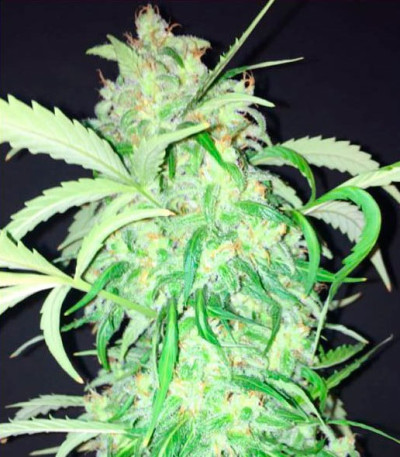 Семена сорта AK Full Auto fem (Sumo Seeds)