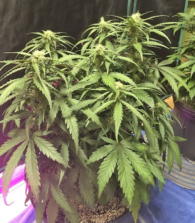 Семена сорта Chocolate Orange Auto fem (Dr. Krippling Seeds)