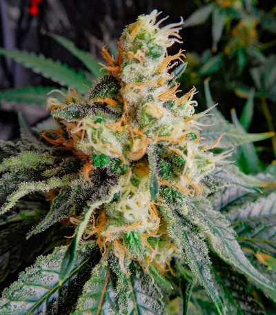 Семена сорта Miracle Alien Cookies fem (7CH American)