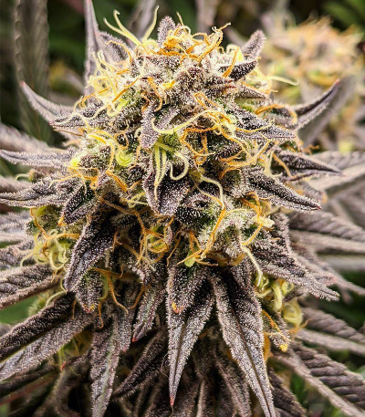 Семена сорта Punch Cookies fem (AlphaFem Seeds)