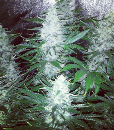 Семена сорта Pure AK fem (Female Seeds)