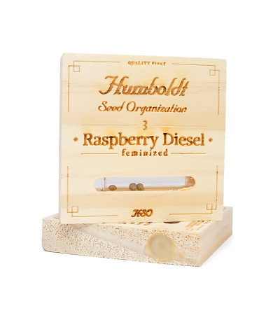 Семена сорта Raspberry Diesel fem