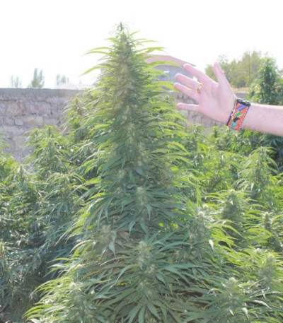 Семена сорта Super Skunk fem (Vision Seeds)