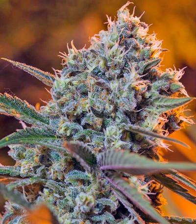 Семена сорта Green Poison F1 Fast Version fem (Sweet Seeds)