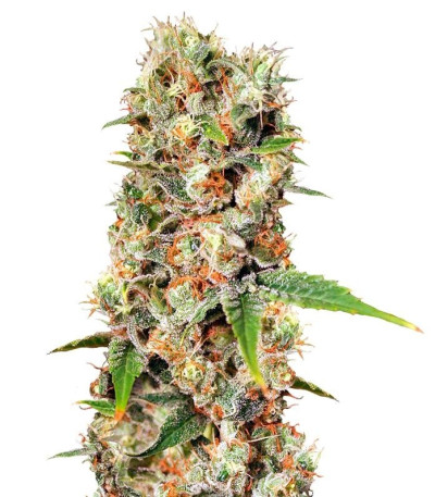 Семена сорта Missing In Barcelona fem