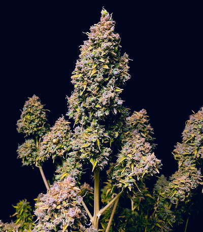 Семена сорта Strawberry Gorilla Auto fem (FastBuds)